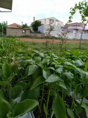 Ξεκινάνε για πέμπτη συνεχή χρονιά οι ανοιξιάτικες καλλιέργειες στο Δημοτικό Λαχανόκηπο Δήμου Αγρινίου