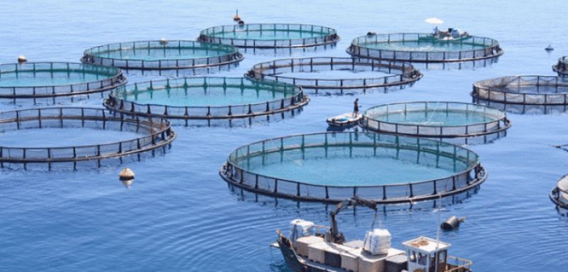 Μεσολόγγι: Στις 30 Νοεμβρίου ξεκινά το νέο Τμήμα Ζωικής Παραγωγής, Αλιείας και Υδατοκαλλιεργειών