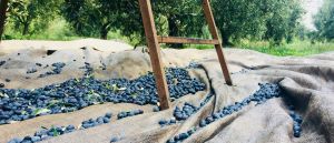 Ξεσηκωμός στο Μεσολόγγι για την τιμή της Καλαμών, μαζεύουν υπογραφές οι αγρότες
