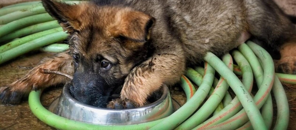 Ρωσία: Σκύλος περιμένει τον νεκρό ιδιοκτήτη του για πάνω από... 10 χρόνια (βίντεο)