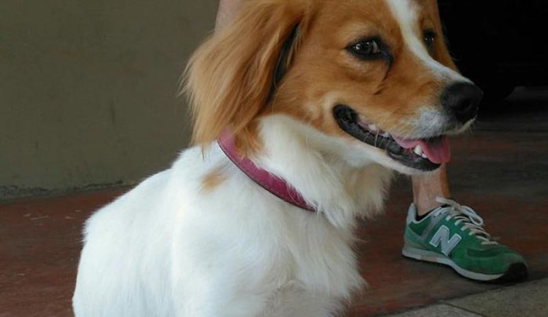 Βρέθηκε σκύλος στο Αγρίνιο – Αναζητείται ο ιδιοκτήτης (φωτο)