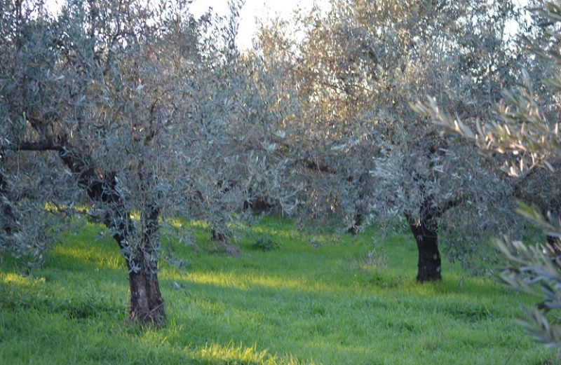 Το έντομο Μαργαρώνια και η αντιμετώπισή του