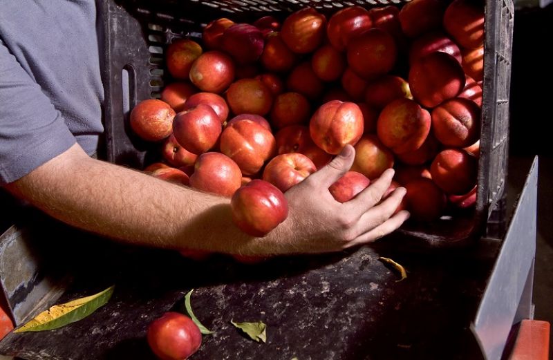 Εποχικά εργαζόμενοι: ευρωπαϊκές κατευθύνσεις για τους εργάτες γης και τις μετακινήσεις τους