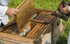 Αγρίνιο:Πρόγραμμα μελισσοκομίας τριών ημερών από το Κέντρο «Δήμητρα» (22-24/6/2016)