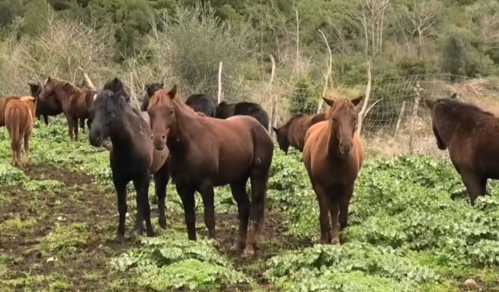 Μεσολόγγι: «Μυστήριο» με την εξαφάνιση δεκάδων αδέσποτων αλόγων – Οι καταγγελίες της Φιλοζωικής και ο «καβγάς» μεταξύ κατοίκων δύο χωριών