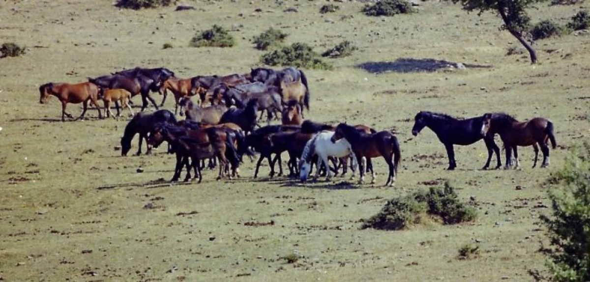 Η “άγρια δύση” της Αιτωλοακαρνανίας με τα ελεύθερα άλογα που ζουν σε αγέλες (www.mixanitouxronou.gr)