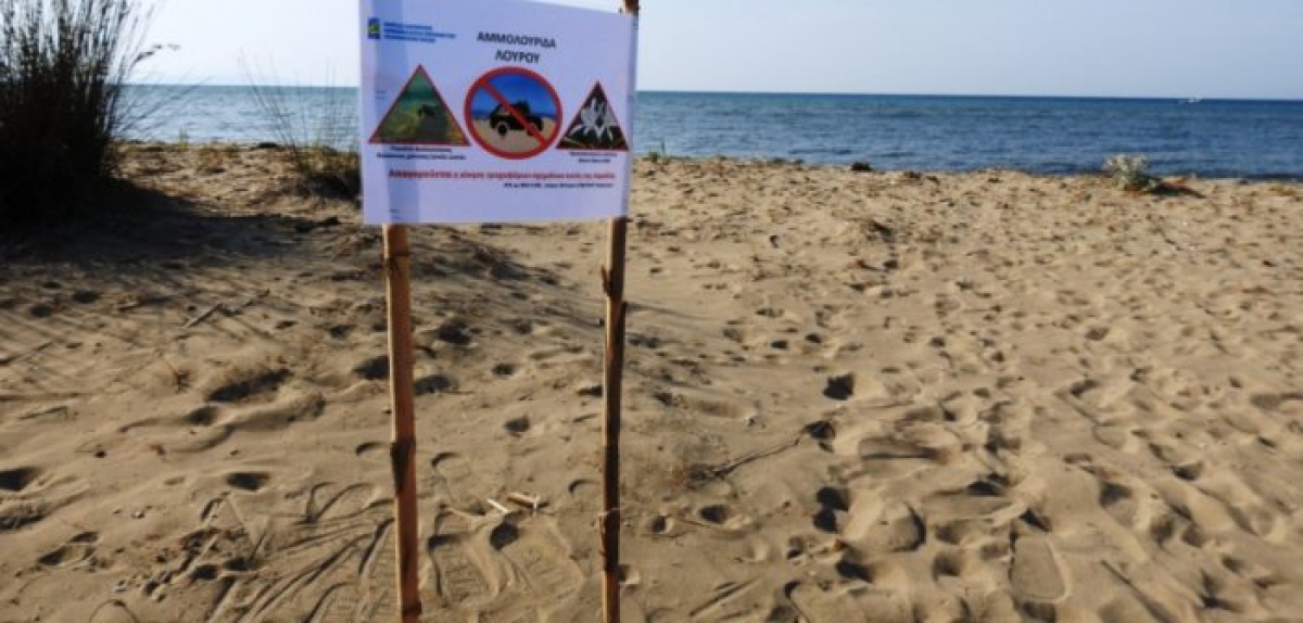 Προσοχή στα χελωνάκια – Απαγορεύονται τα τροχοφόρα σε παραλίες και αμμόλοφους του Εθνικού Πάρκου Λιμνοθαλασσών Μεσολογγίου – Αιτωλικού