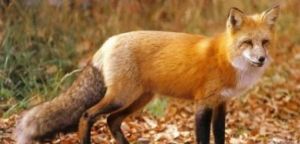 Το πρόγραμμα εμβολιασμού των κόκκινων αλεπούδων στην Αιτωλοακαρνανία και την υπόλοιπη Ελλάδα