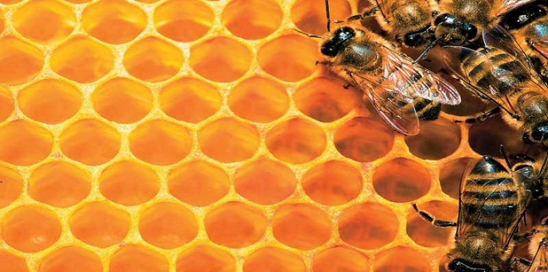 Εγκρίθηκε η χρηματοδότηση των Κέντρων Μελισσοκομίας