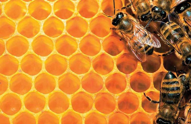 Η επιχορήγηση στα Κέντρα Μελισσοκομίας