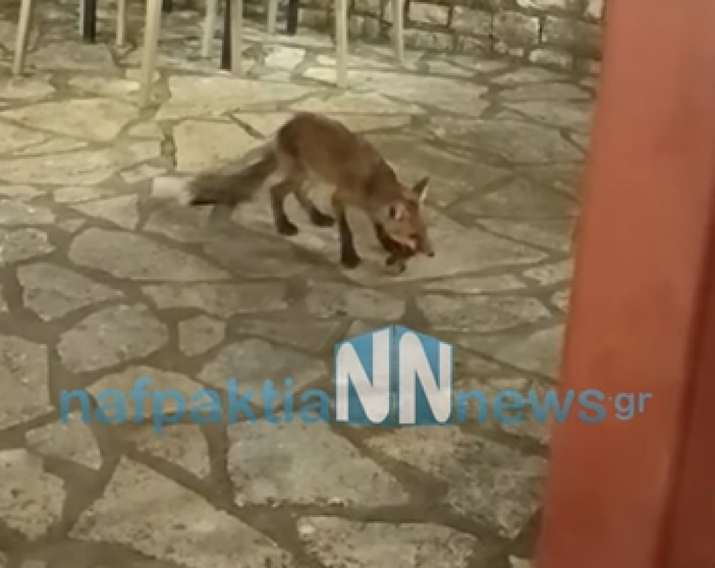 Ανω Χώρα Ναυπακτίας: Αλεπού πηγαίνει για φαγητό σε ταβέρνα κάθε βράδυ