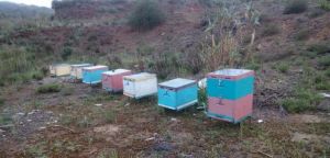 Αιτωλοακαρνανία: Σήμα κινδύνου εκπέμπουν οι μελισσοκόμοι