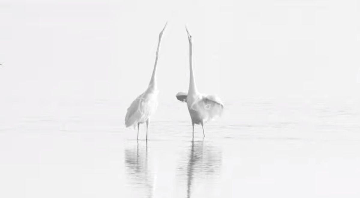 «Το βαλς των ερωδιών» στη λιμνοθάλασσα Μεσολογγίου- Εντυπωσιακό βίντεο του Β. Αρτικού