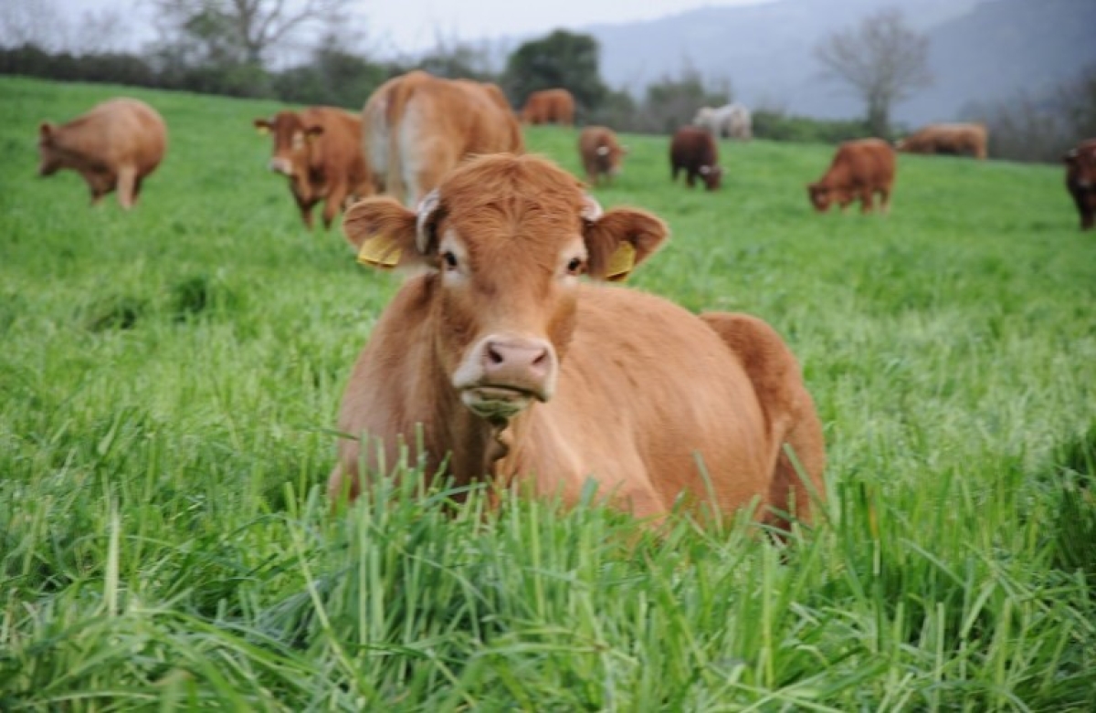 Συνδεδεμένες Ενισχύσεις: πώς θα δοθούν στον τομέα του βόειου κρέατος