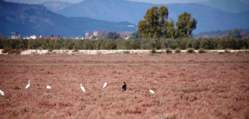 Ο Φορέας Διαχείρισης Λιμνοθάλασσας Μεσολογγίου – Ακαρνανικών Ορέων για τους Αγρότες σχετικά με την Προστασία της Ορνιθοπανίδας μέσω Επιδοτήσεων