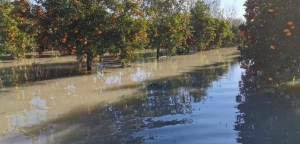 Από το Αγγελόκαστρο μέχρι και τις Οινιάδες: Πλημμυρισμένα 60.000 στέμματα
